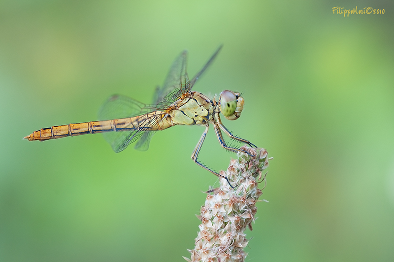 Sympetrum fonscolombii? - No, Sympetrum meridionale, femmina